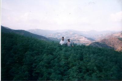 ketama